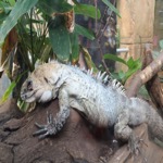 Tropical World Marine Iguana